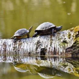 Qual a diferença entre tartarugas, cágados e jabutis?