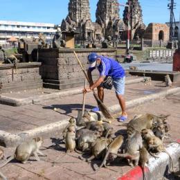 Macacos invadem cidade na Tailândia