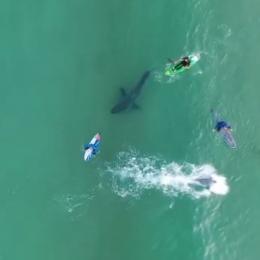 Surfistas se aventuram ao lado de tubarão branco na África do Sul