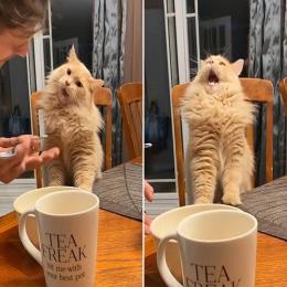 Vídeo hilário de gato tomando sorvete pela primeira vez
