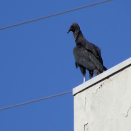 As aves comedoras de carniça: abutres e condores