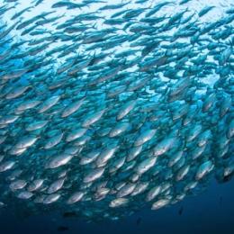Mudanças climáticas podem extinguir 60% das espécies de peixes