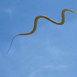 Cobras voadoras intrigam cientistas