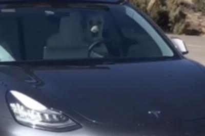 Cachorro é pego 'dirigindo' Tesla Model 3 nos EUA; assista