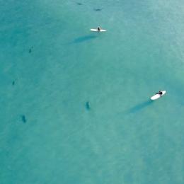 Surfista é cercada por tubarões em praia na Flórida