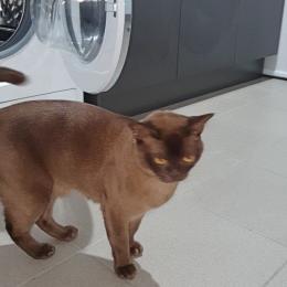 Gato sobrevive após ficar 12 minutos dentro de maquina de lavar