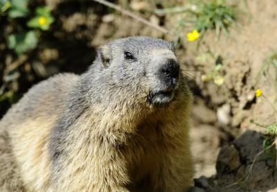 Adolescente que ingeriu carne de marmota morre de peste bubônica na Mongólia