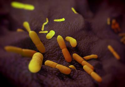 Confirmada primeira morte por peste bubônica de 2020