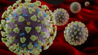 Coronavírus: o possível tratamento com sangue de lhamas