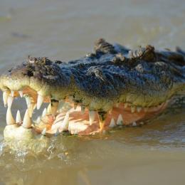 Jovem é morto por crocodilo ao entrar em rio para ritual de proteção e saúde
