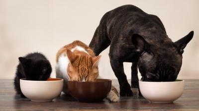 Comida natural: suplementação de nutrientes na alimentação dos pets