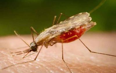 Novo tratamento para malária terá eficácia investigada contra a Covid-19