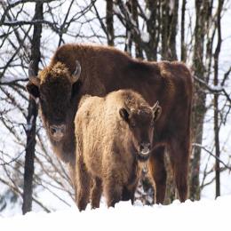 Espécies ameaçadas de extinção: bisão europeu