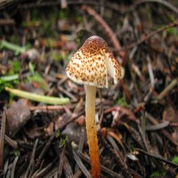 Os cogumelos venenosos do gênero Lepiota