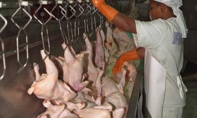 Veja o que se sabe sobre amostra do frango brasileiro com coronavírus na China