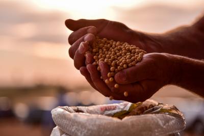 Por que agricultores estão já estão vendendo a soja que só vai ser colhida em 2022