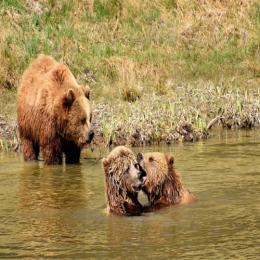 Espécies ameaçadas de extinção: urso-marrom europeu