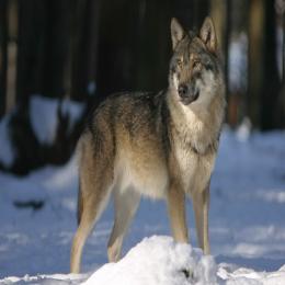 Espécies ameaçadas de extinção: lobo-cinzento