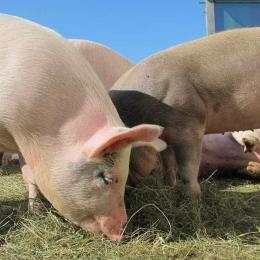 Brasil suspende importação de carne suína da Alemanha