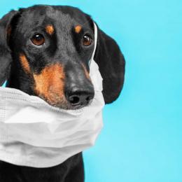 Covid-19 causa problemas respiratórios em cães e gatos, alerta estudo