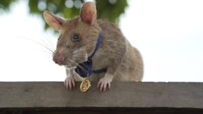 Rato farejador de minas terrestres ganha prêmio de bravura animal no Reino Unido