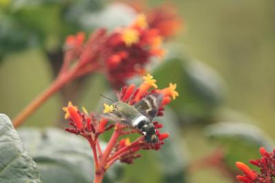 Mariposa dribla biólogos e predadores ao se passar por beija-flor