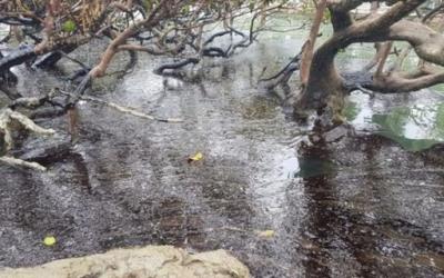 Governo quer derrubar regras que protegem áreas de manguezais e restingas