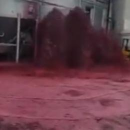 Tanque de vinho explode e derrama 50 mil litros da bebida em vinícola