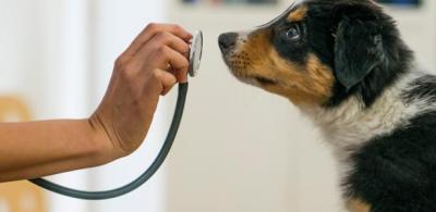 Não é certo considerar veterinários inaptos a cargos de saúde pública