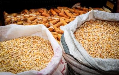 Compradores têm dificuldade para encontrar milho no mercado e preço sobe