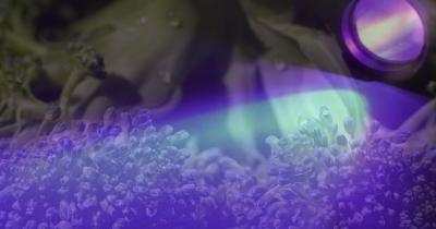 Reator utiliza luz ultravioleta para descontaminar vegetais – Jornal da USP