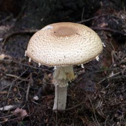O príncipe dos cogumelos: Agaricus augustus