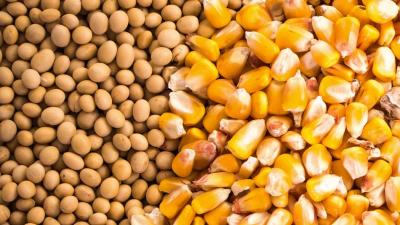 Importações de soja e milho: Analista da Agrinvest detalha os cálculos e mostra inviabilidade