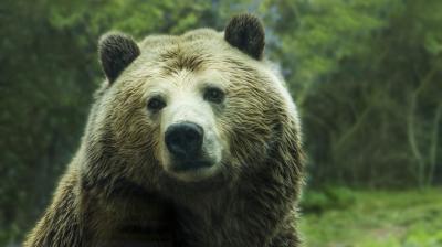 Turistas veem homem sendo atacado e morto por ursos em zoológico; assista