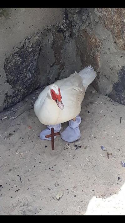 Pato com meias e crucifixo é resgatado na Praia da Macumba, Zona Oeste do Rio