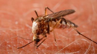 Saúde confirma o primeiro óbito causado por dengue neste ano epidemiológico