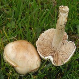 Os cogumelos venenosos do gênero Hebeloma