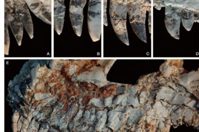 MG: Fóssil de dinossauro 'caçador fantasma' ajuda a entender o Cretáceo