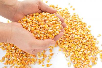 Confira os fatores que devem mexer com o mercado do milho na próxima semana