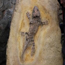 O que seria um fóssil vivo?