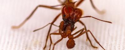 Estas formigas vestem uma armadura biomineral protetora nunca antes vista em insetos