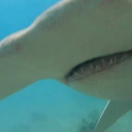 Mergulhador usa câmera para lutar contra tubarão-martelo de 2 metros