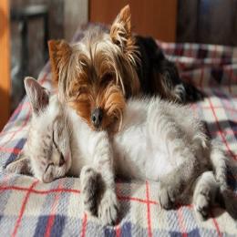 12 Doenças mais comuns em cães e gatos que você precisa conhecer