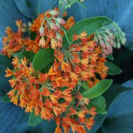 A planta perene Butterfly wedd: descrição e dicas de cultivo
