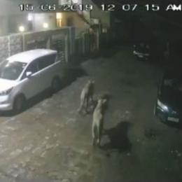 Câmeras flagram leoas caçando dentro de cidade na Índia