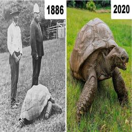 Conheça Jonathan - A tartaruga mais velha do mundo