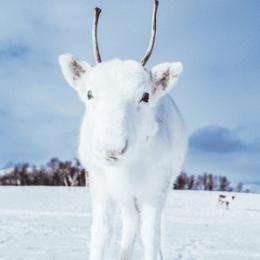 Fotografo faz imagens incríveis de uma rara rena branca na Noruega
