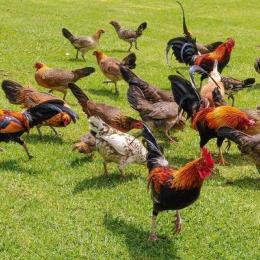 Esta ilha havaiana é o lar de milhares de galinhas selvagens