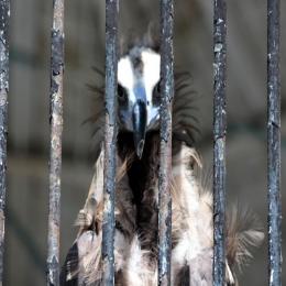 Espécies ameaçadas de extinção: abutre-negro-europeu