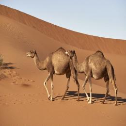 Como os animais conseguem sobreviver nos desertos?
